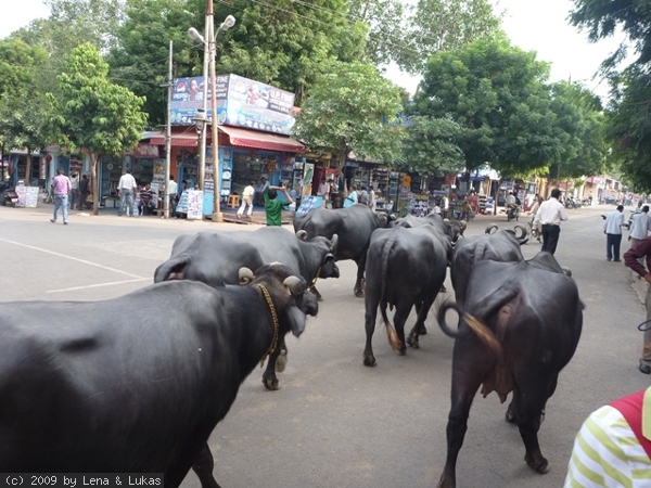 3582 Kühe haben in Indien alle rechte... demnach sind sie einfach überall